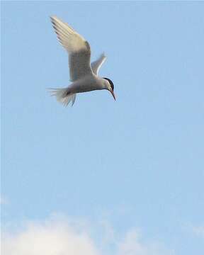 Image of South American Tern