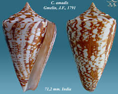 Image of Amadis cone