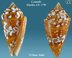 Image of Amadis cone