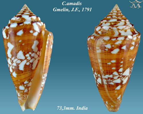 Image of Amadis cone