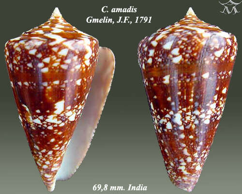 Image of Amadis cone