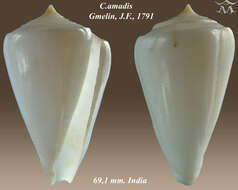 Image of Amadis cone