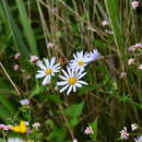 Imagem de Aster incisus Fisch.