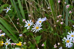 Image of Aster incisus Fisch.