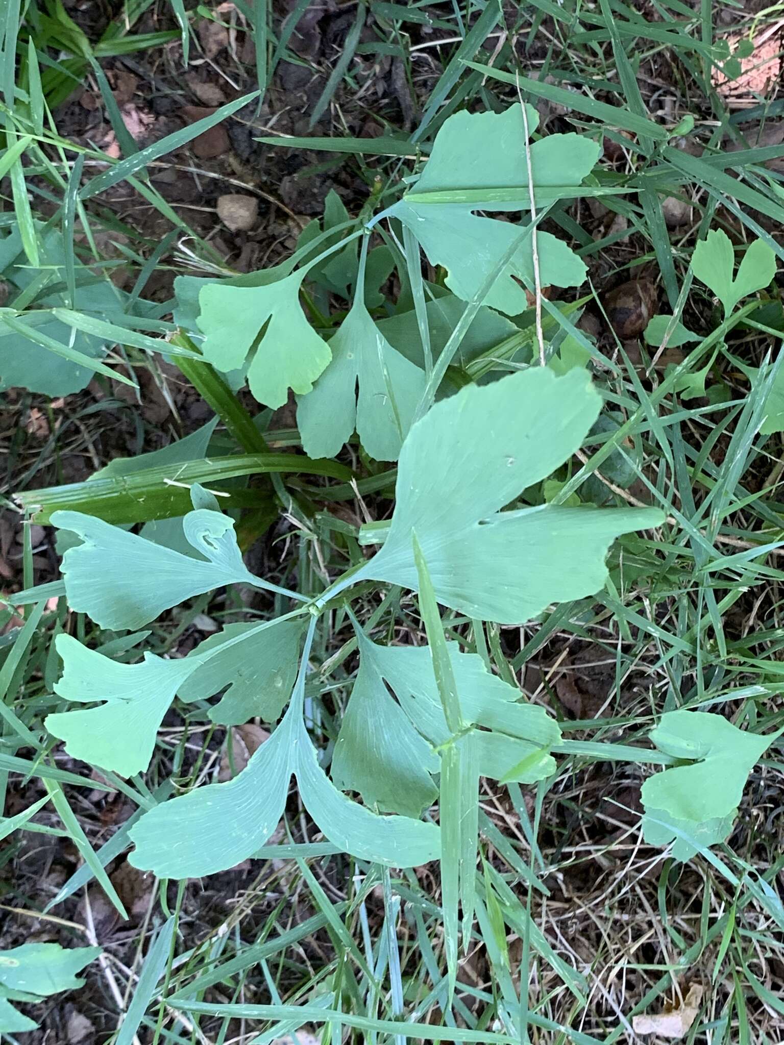 Image of Ginkgoopsida