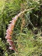 Imagem de Gladiolus serpenticola Goldblatt & J. C. Manning