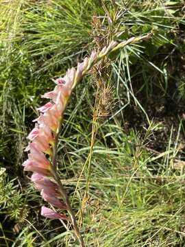 Image of Gladiolus serpenticola Goldblatt & J. C. Manning