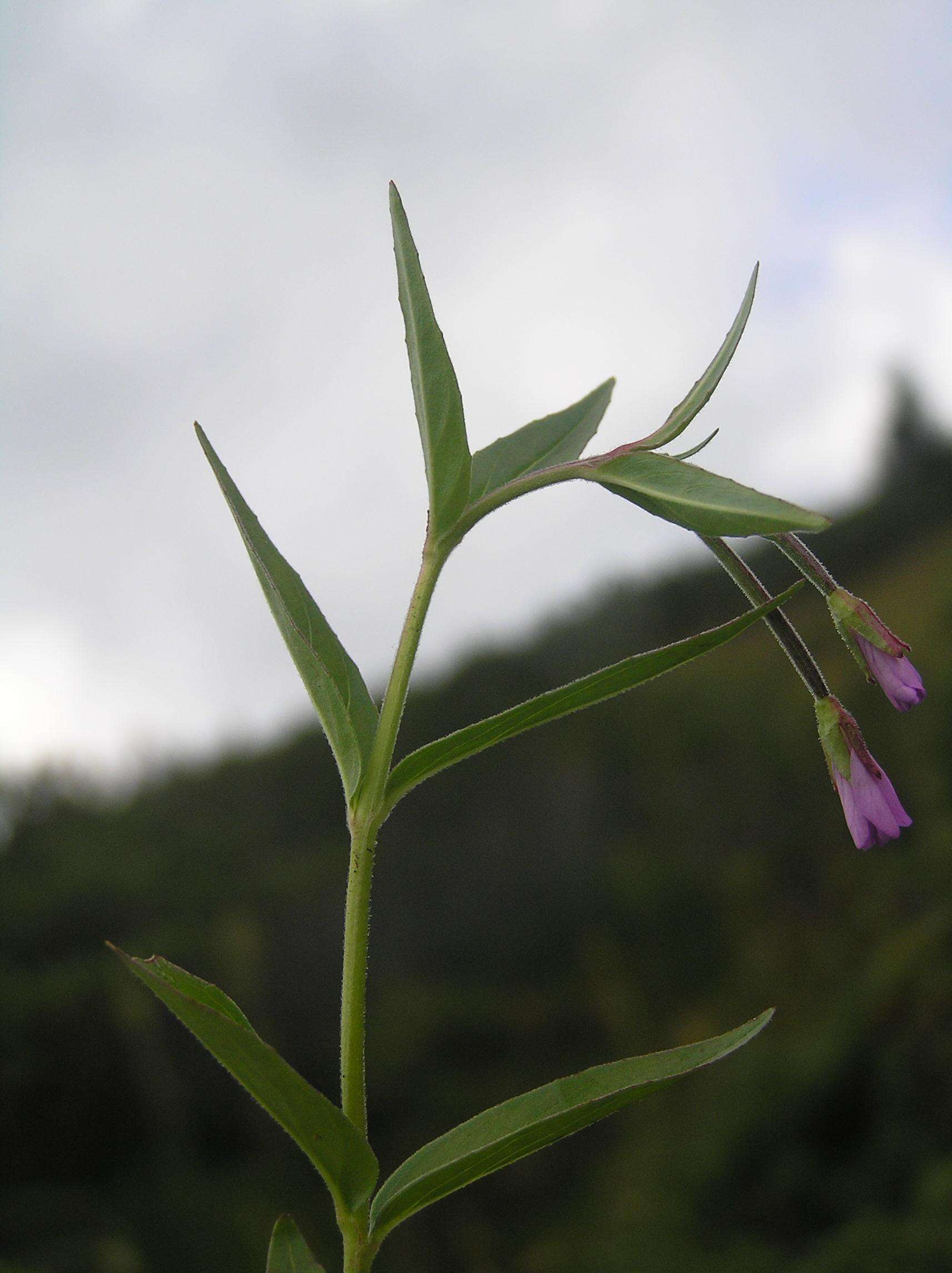 Image of Chickweed Willowherb