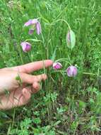 Image de Calochortus amoenus Greene