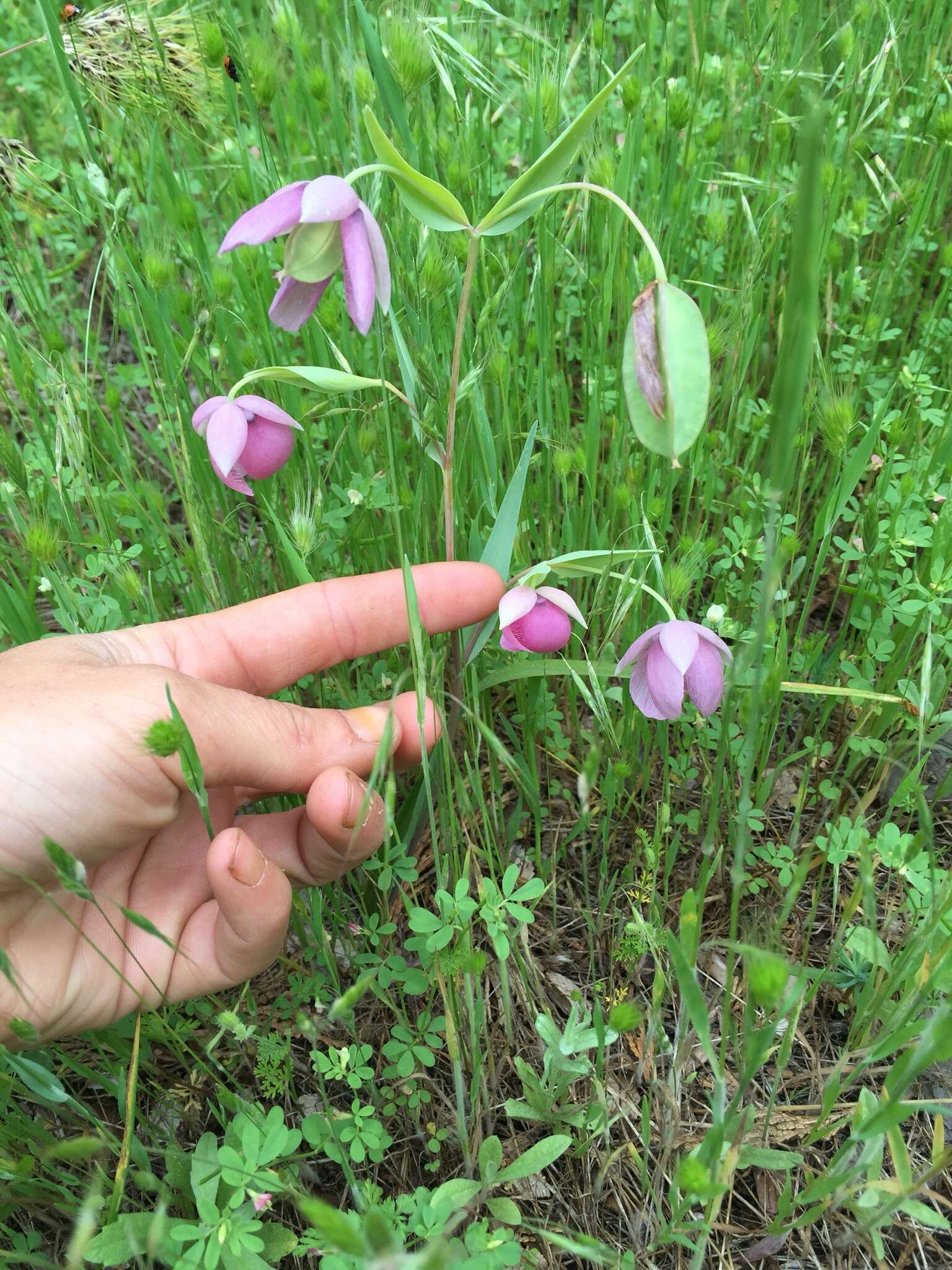 Image de Calochortus amoenus Greene