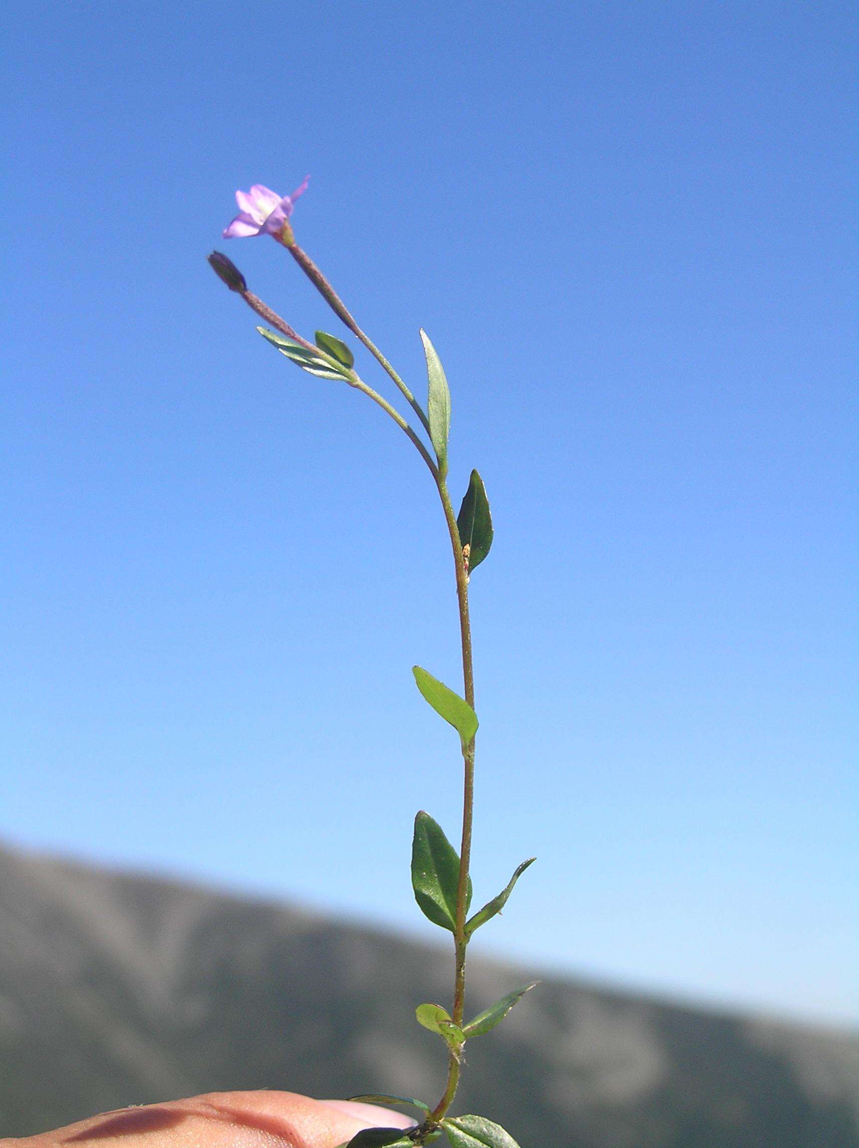 Image of pimpernel willowherb