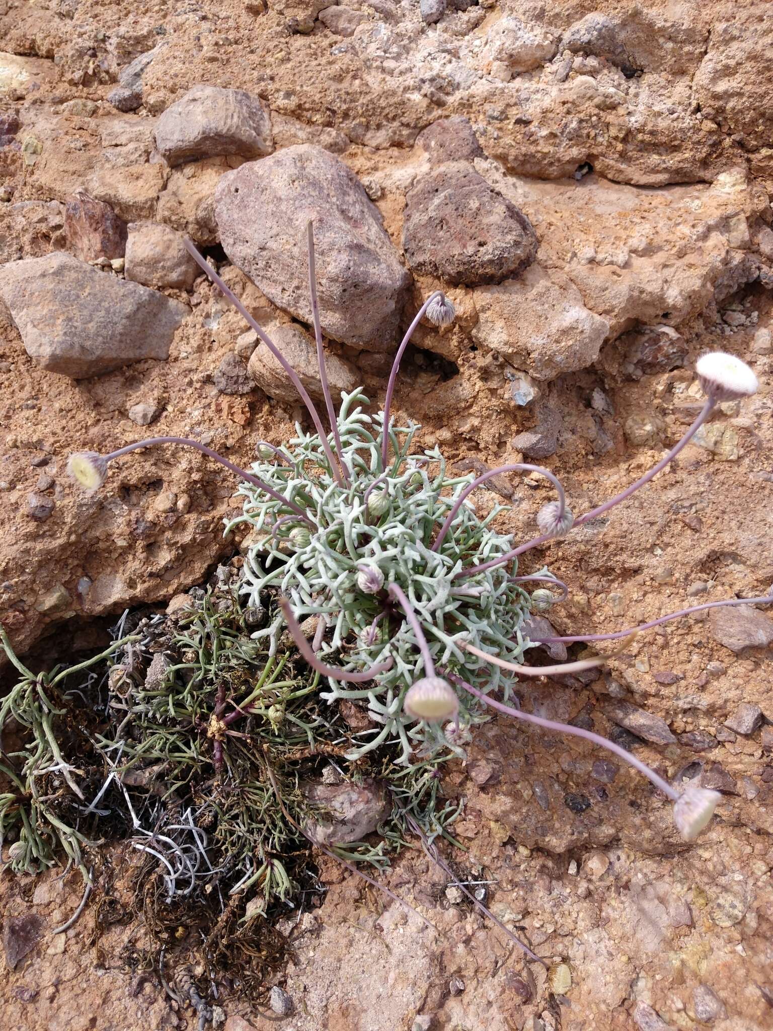 Plancia ëd Hofmeisteria crassifolia S. Wats.