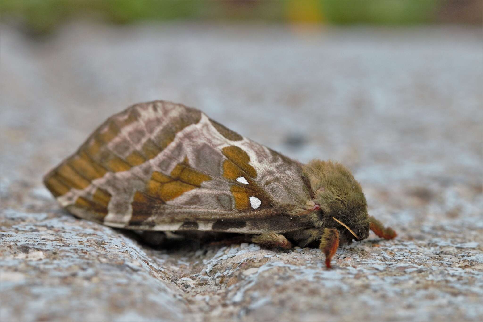 Image of Silver-spotted Ghost Moth