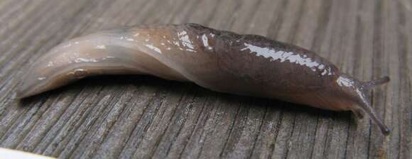 Image of caruana's slug