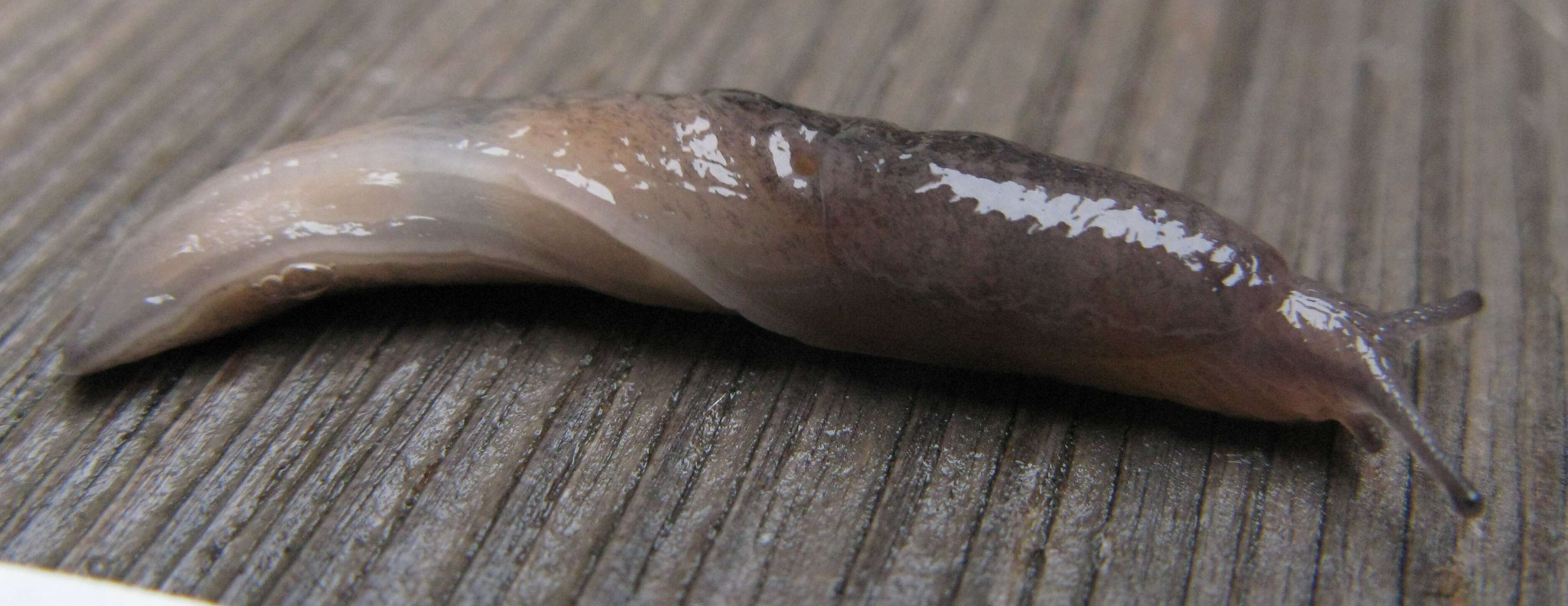 Image of caruana's slug