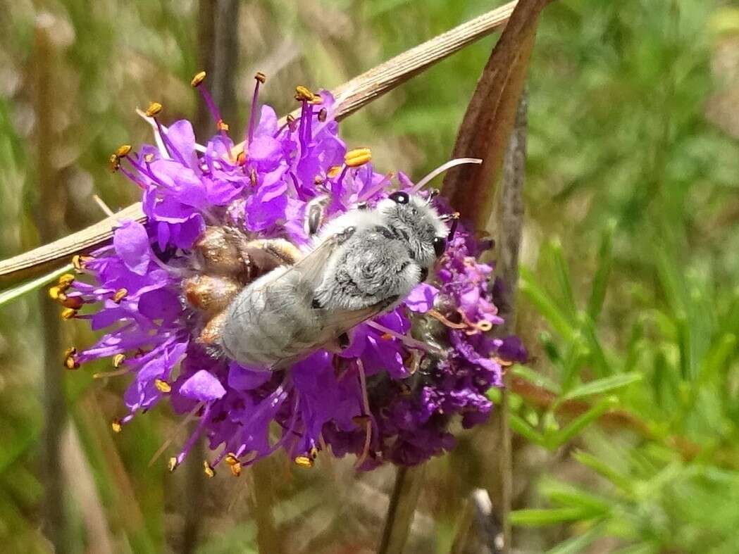 Colletes susannae Swenk 1925 resmi