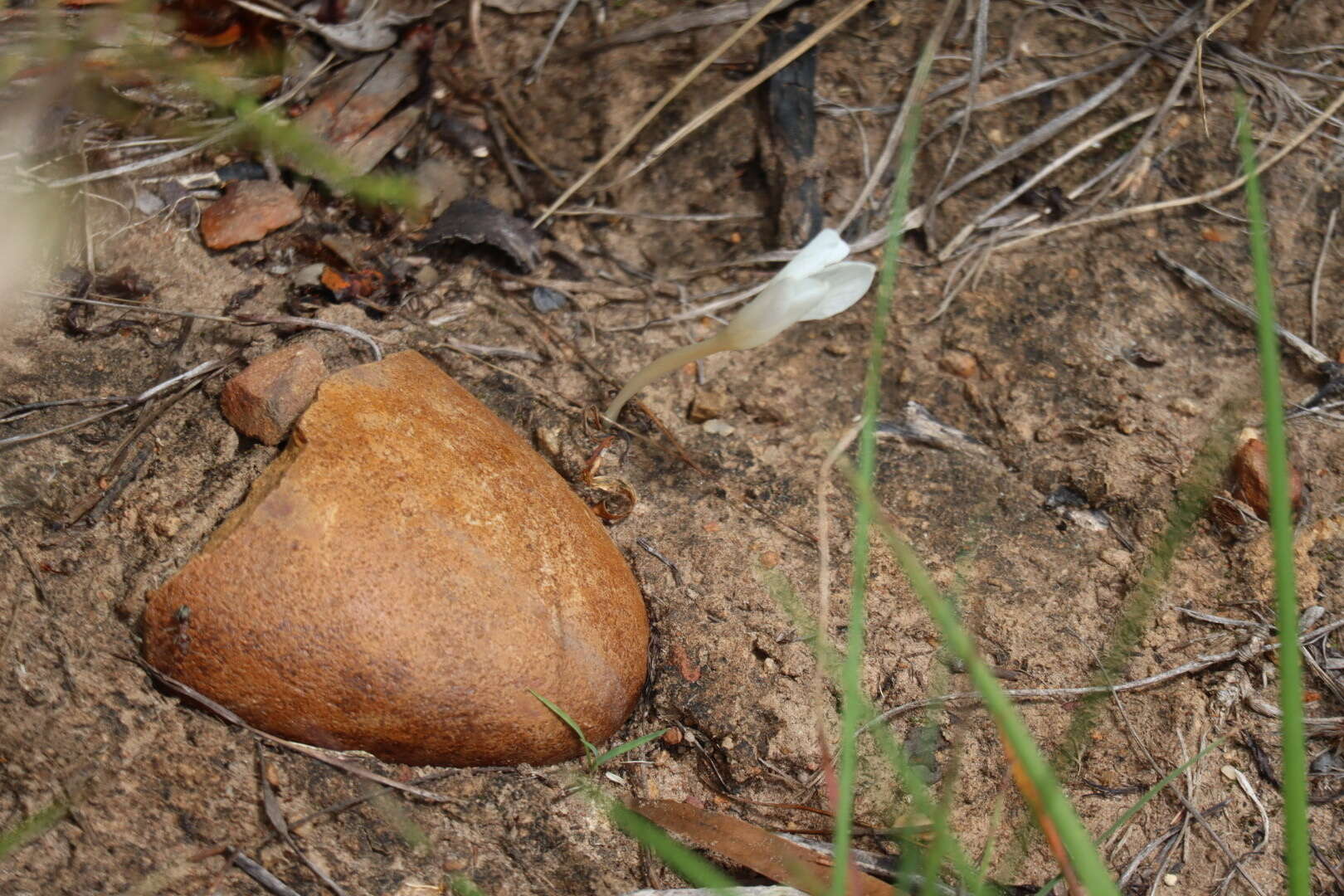 Image of Apodolirion macowanii Baker