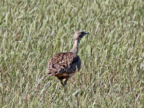 Image of Karoo Bustard