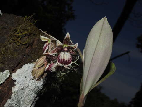 Image of Epidendrum marmoratum A. Rich. & Galeotti