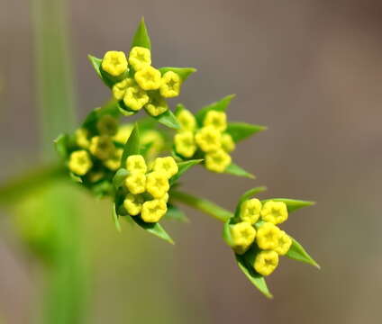 Bupleurum brachiatum C. Koch ex Boiss. resmi