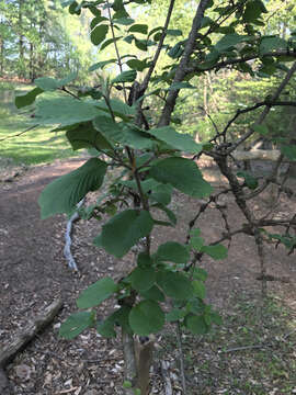 Image of Viburnum plicatum var. tomentosum (Thunb. ex Murray) Miq.