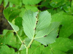 Image of Puccinia aegopodii (Schumach.) Link 1817