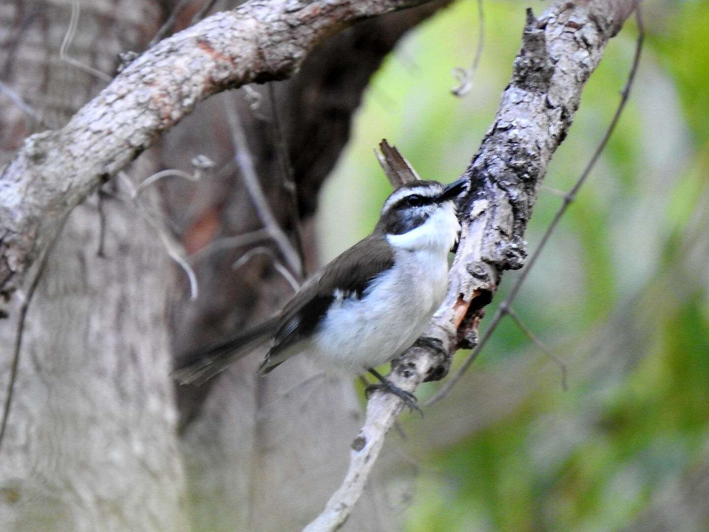 Image of White-browed Robin