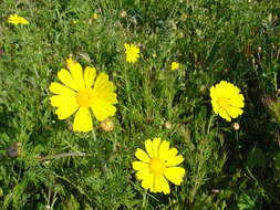 Слика од Glebionis coronaria (L.) N. N. Tzvel.