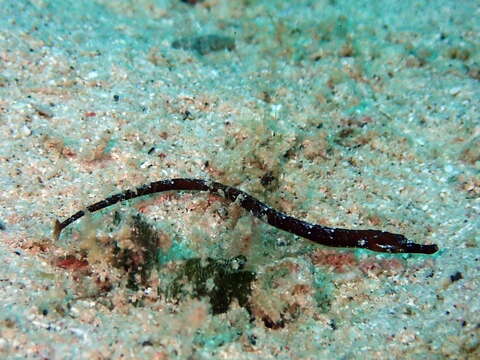 Image of Poey&#39;s pipefish