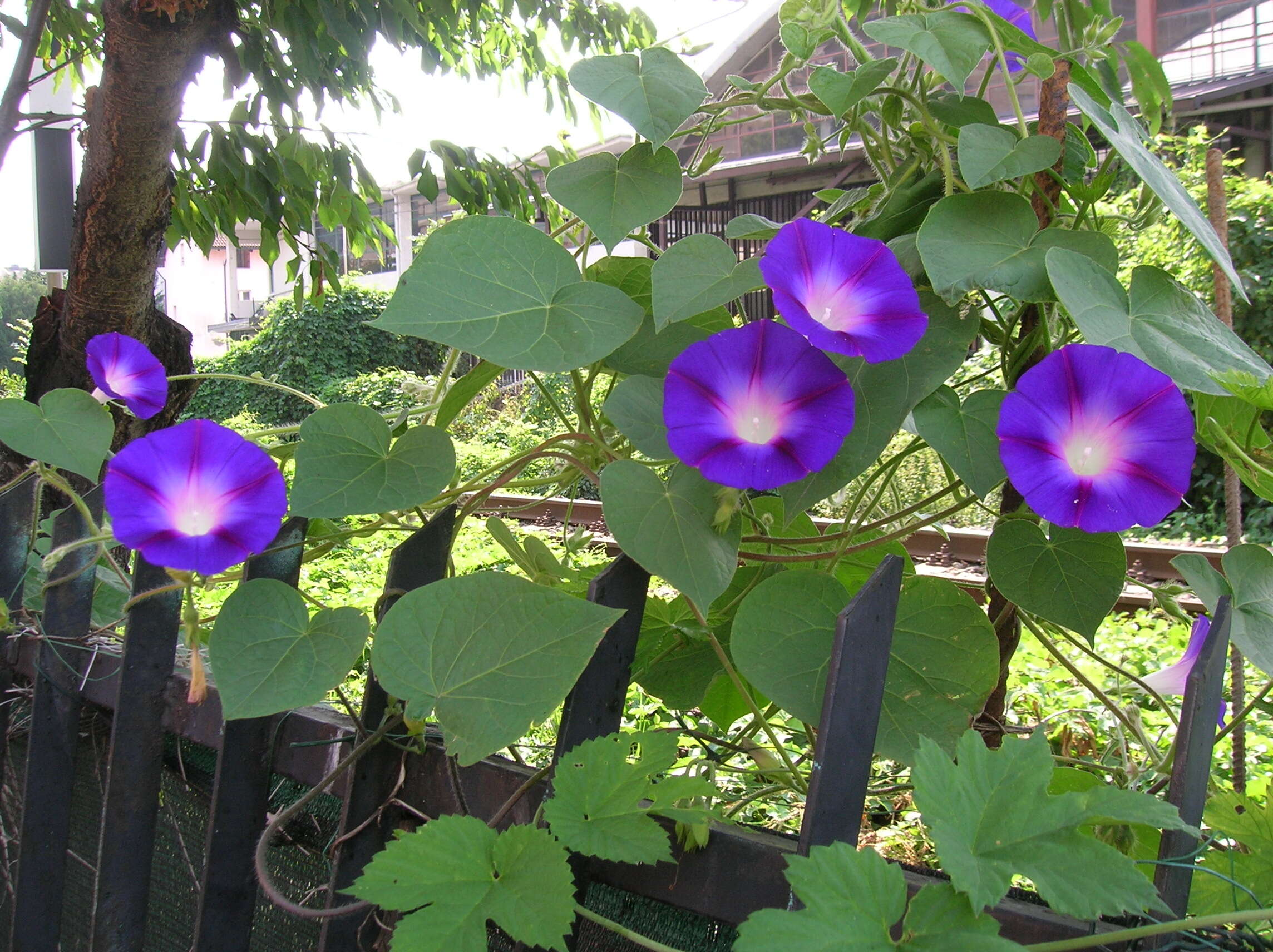 Image of tall morning-glory