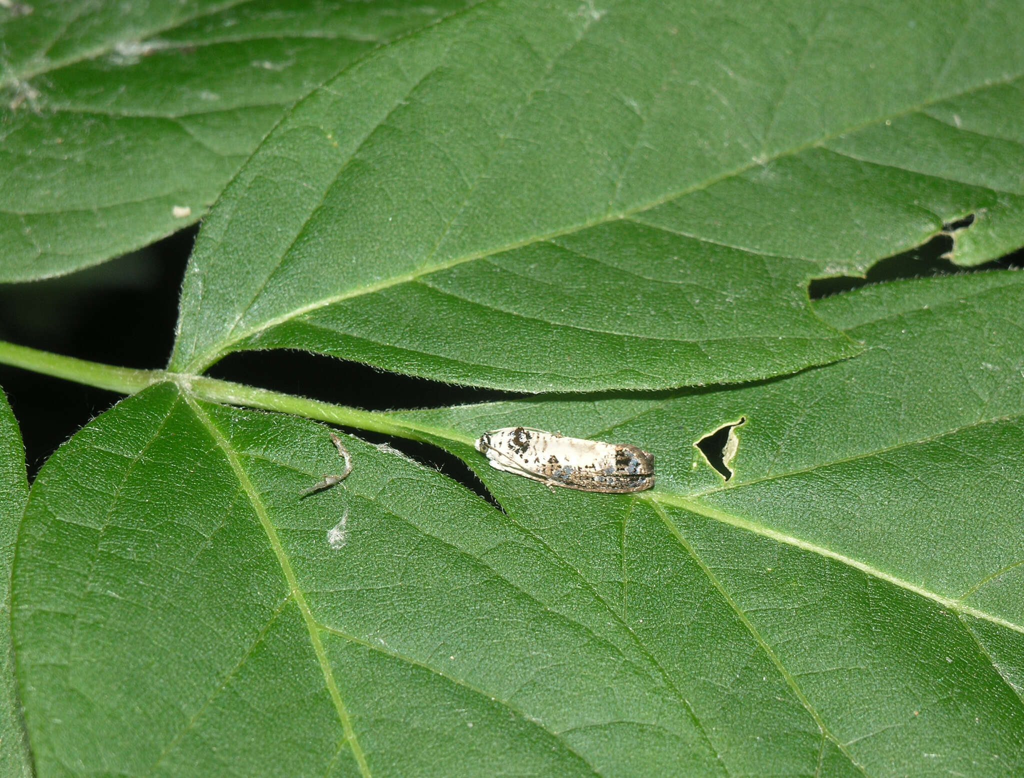 Image of Hedya salicella Linnaeus 1758