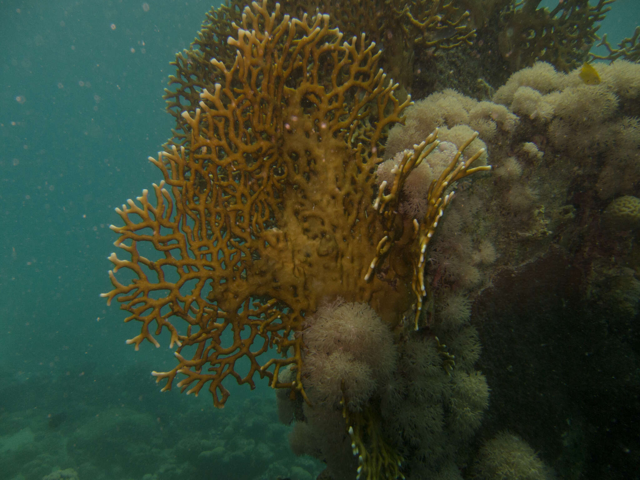 Image of Fire coral