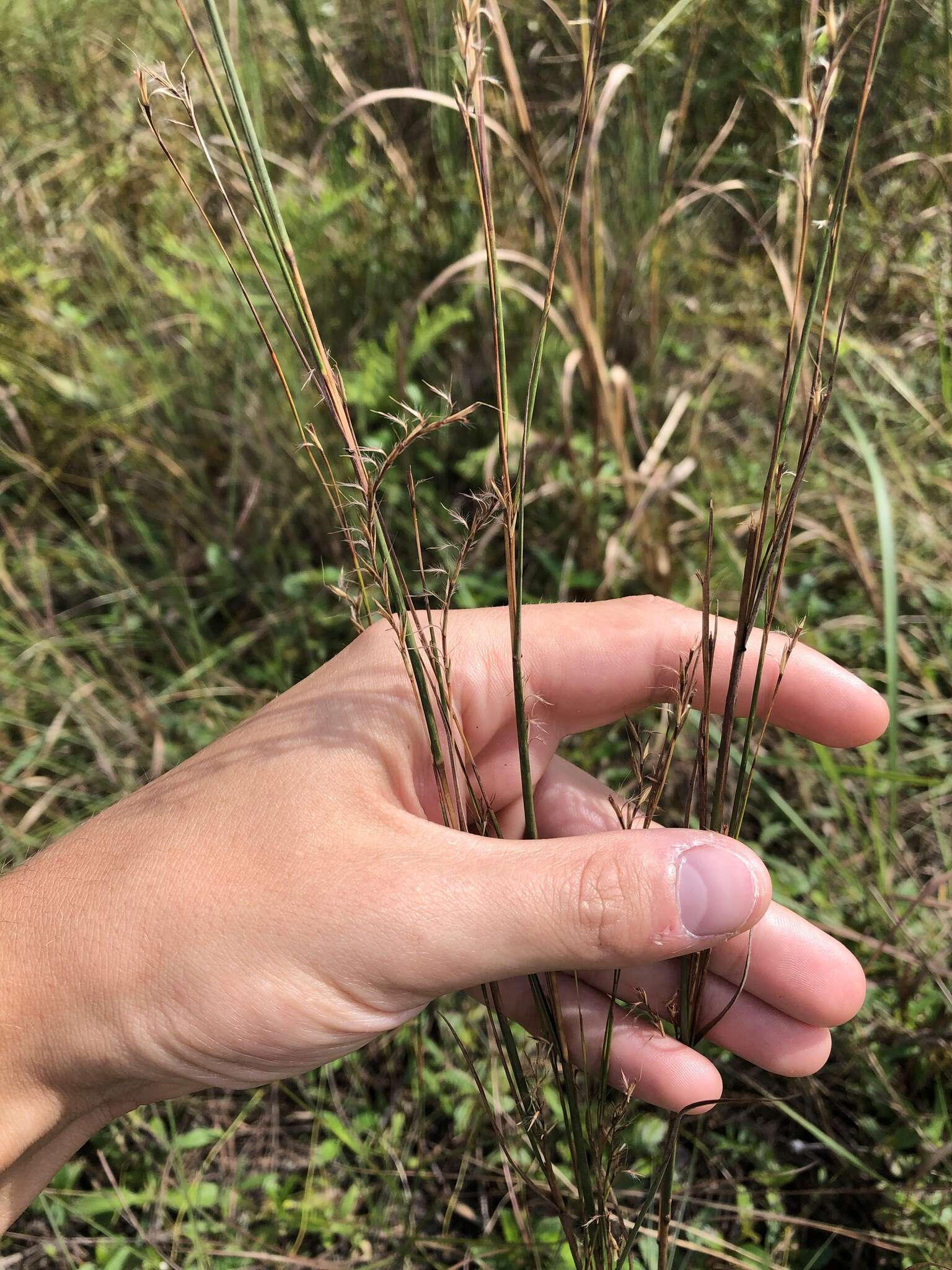 Image de Schizachyrium rhizomatum (Swallen) Gould