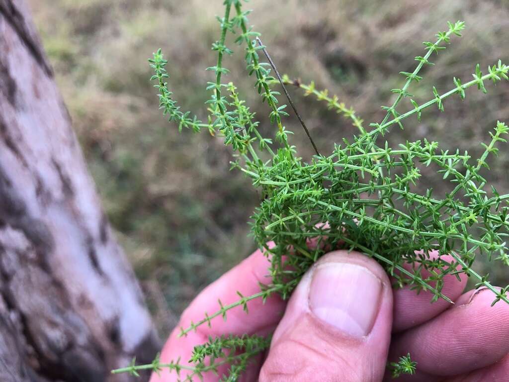 Image of Asperula conferta Hook. fil.