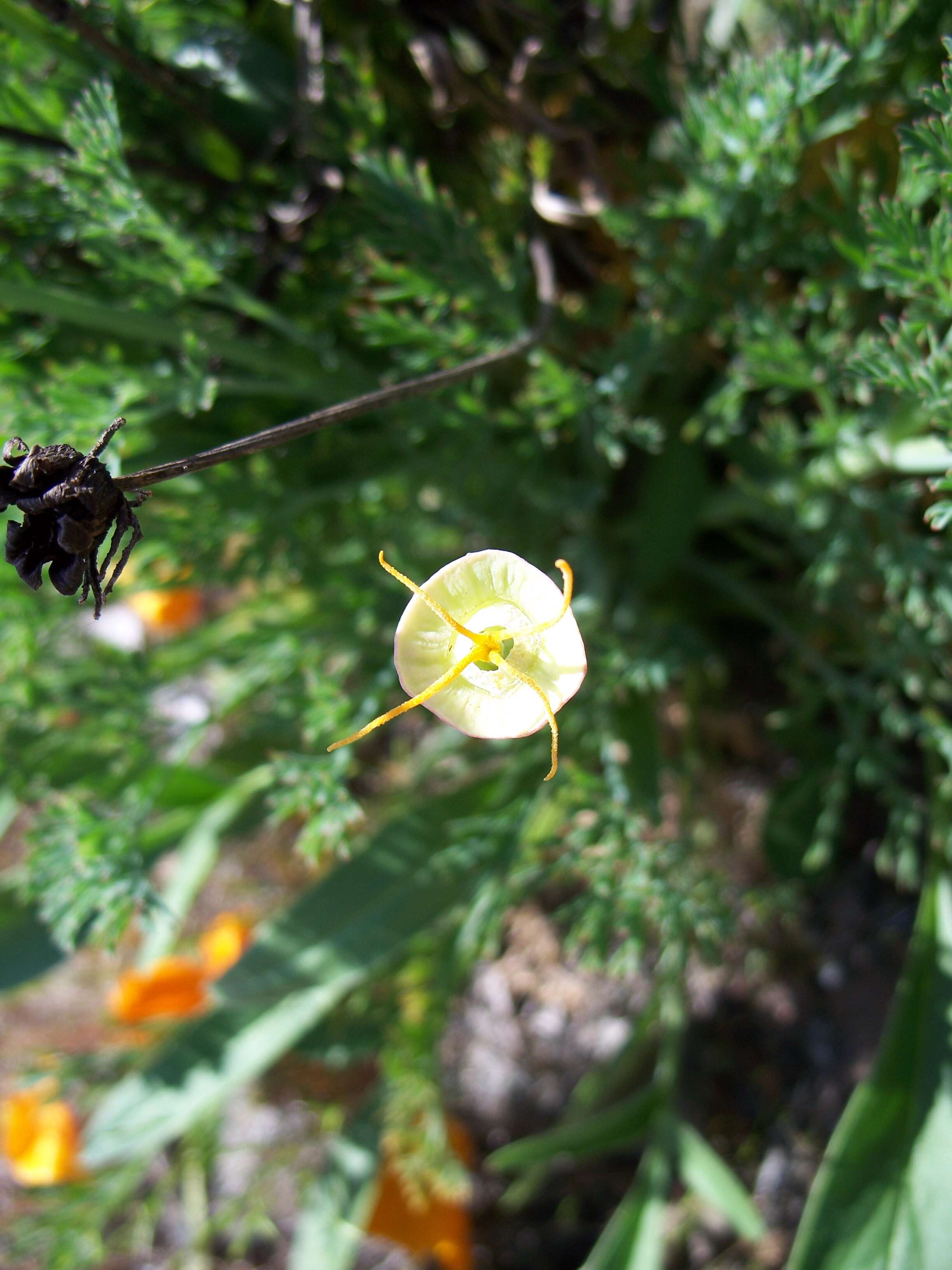 Image of California poppy