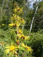 Image of Inula racemosa Hook. fil.