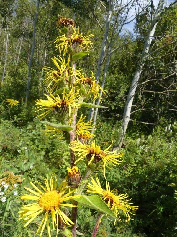 Image of Inula racemosa Hook. fil.