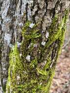 Image of thelia moss