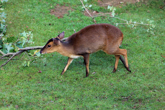 Image of Reeves' Muntjac