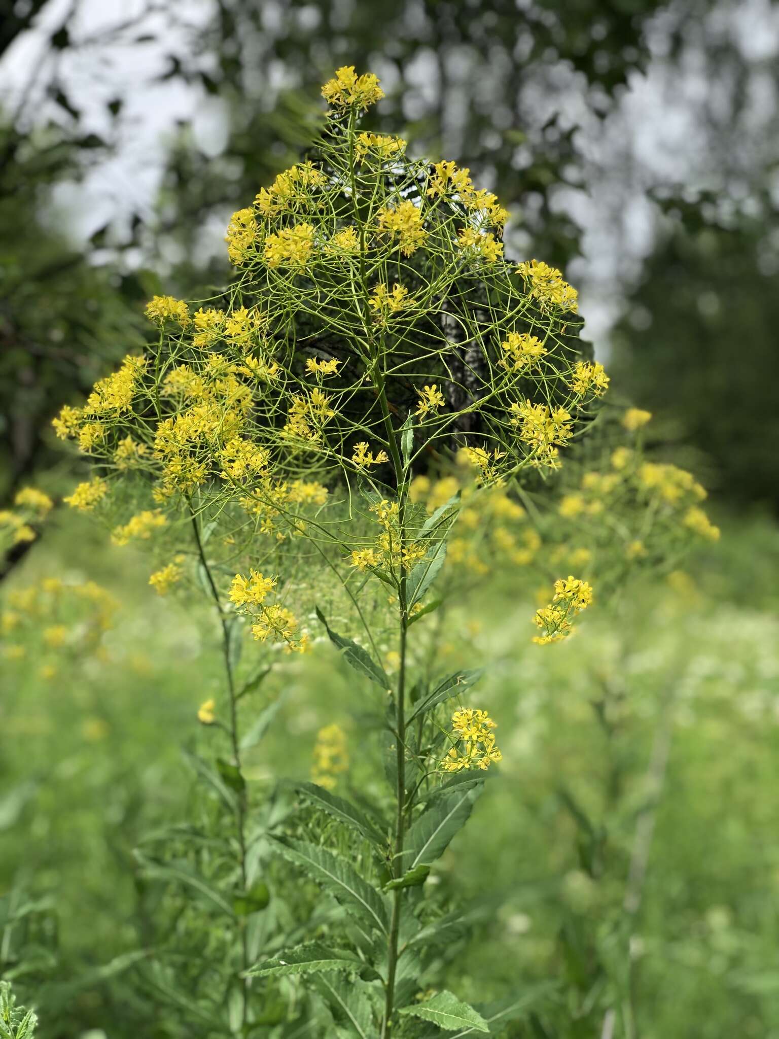 Image of Sisymbrium strictissimum L.