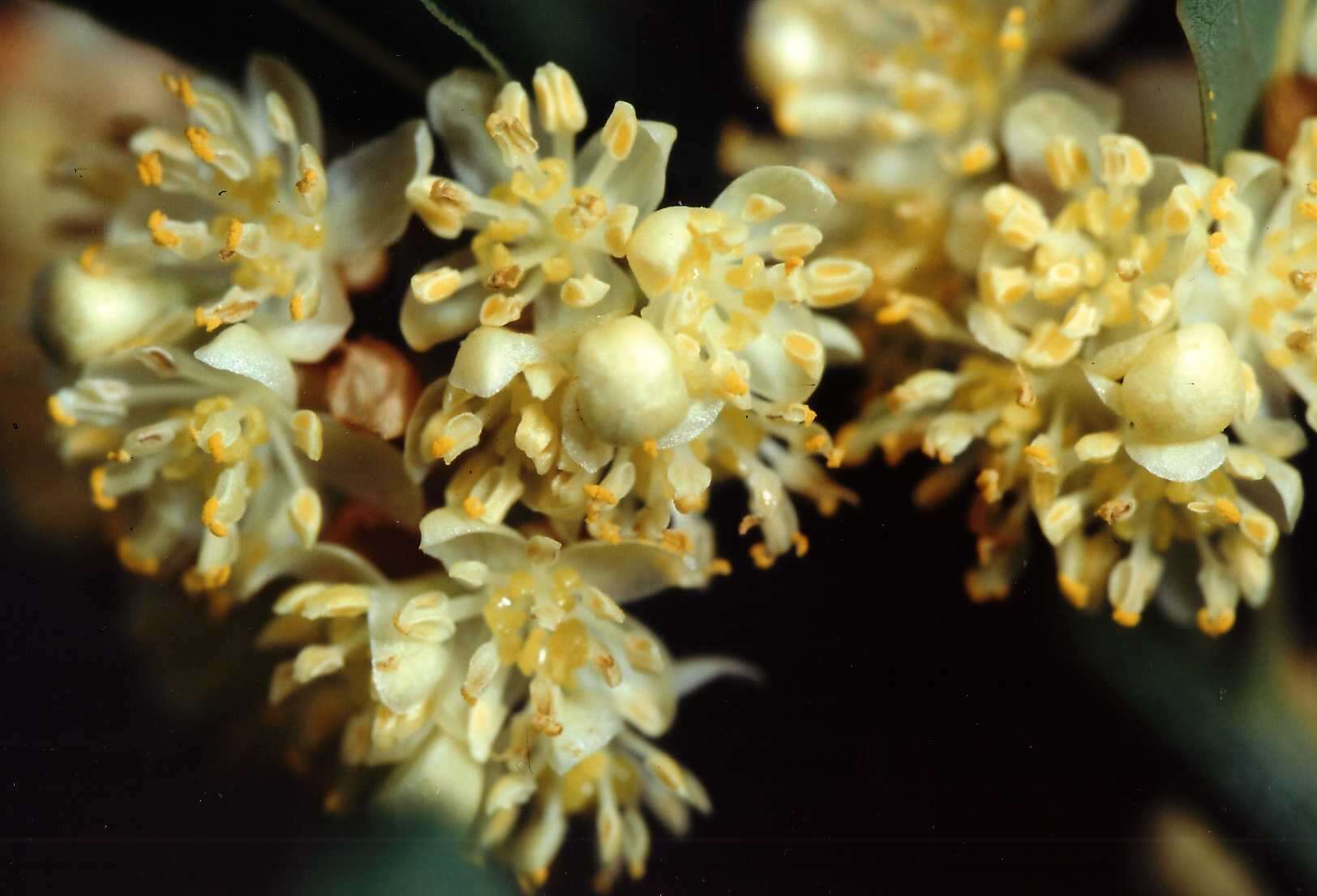 Image of Laurus Nobilis