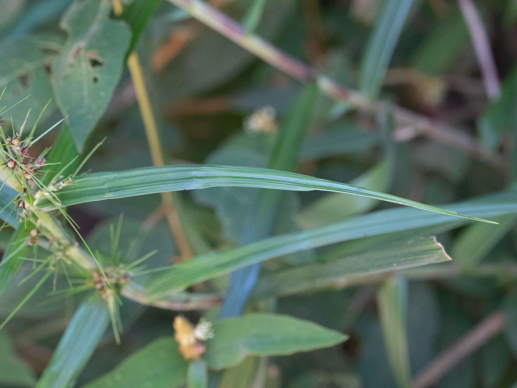 Imagem de Scleria bracteata Cav.