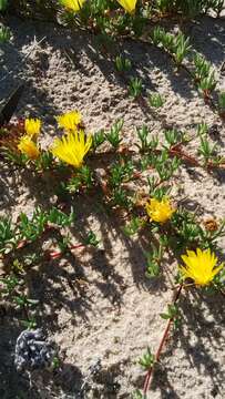 Image of Lampranthus explanatus (L. Bol.) N. E. Br.