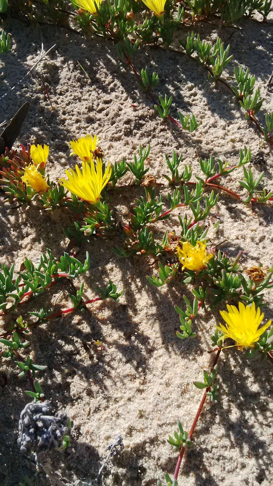 Image of Lampranthus explanatus (L. Bol.) N. E. Br.