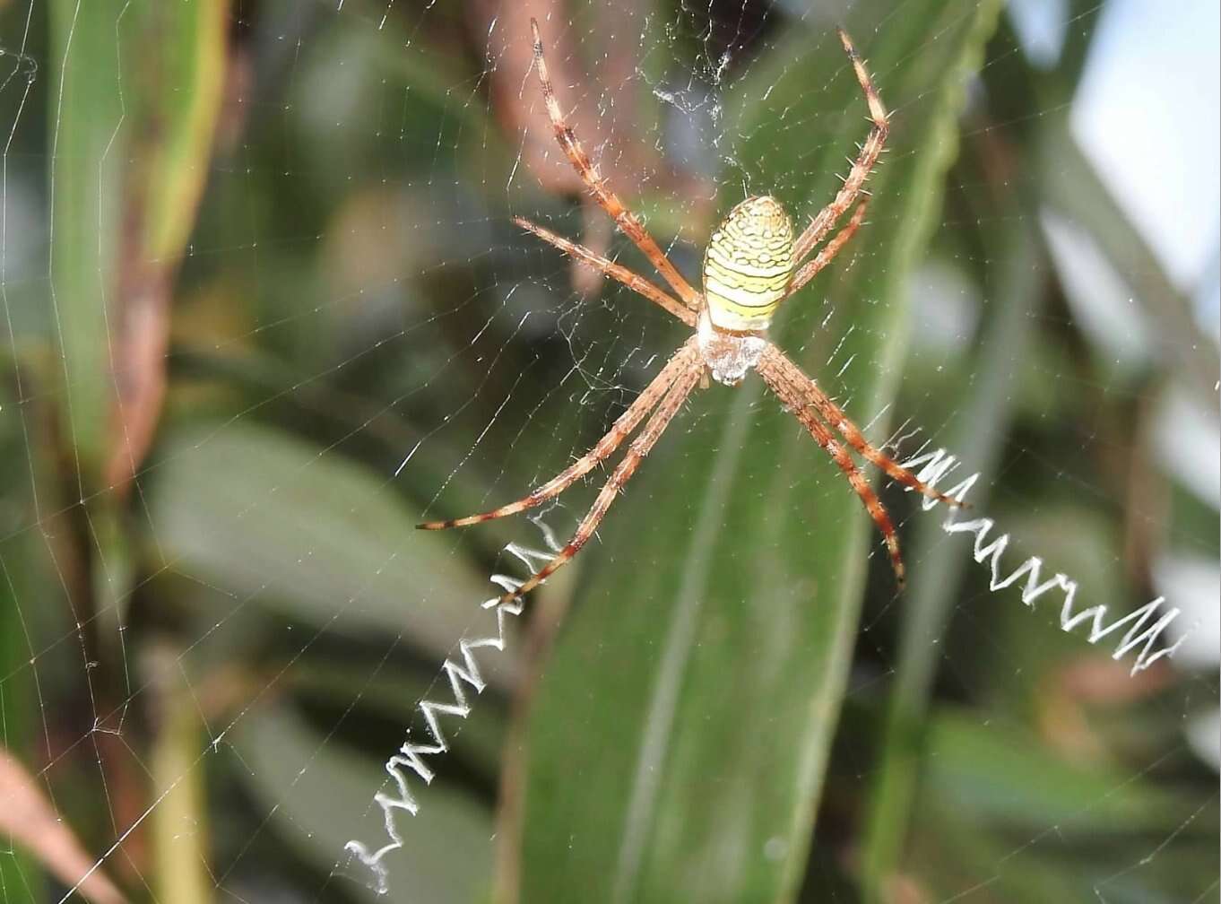 Image of Oval St Andrew's Cross Spider