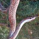 Image of Argentina Mousehole Snake