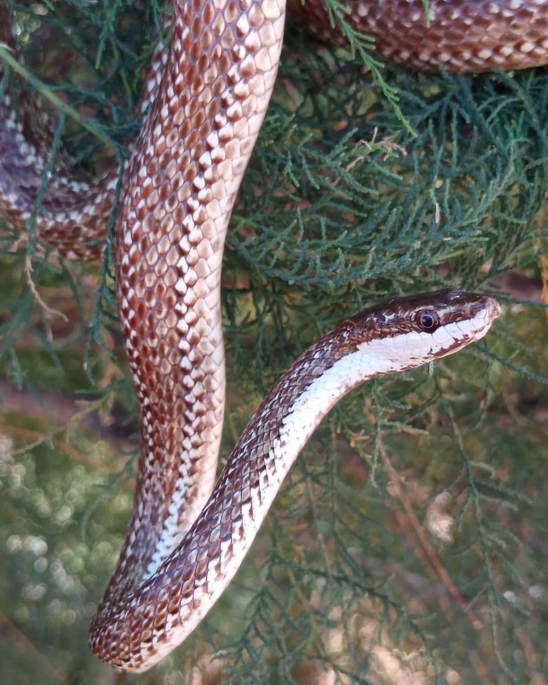 Philodryas trilineata (Burmeister 1861) resmi