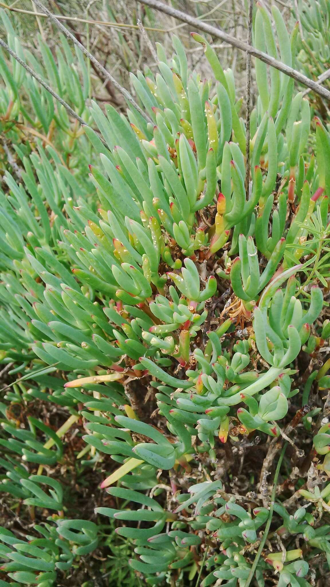 Image of Lampranthus stipulaceus (L.) N. E. Br.