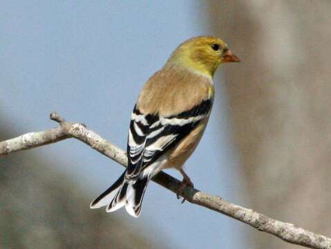 Image of American Goldfinch