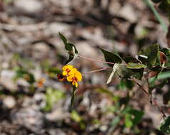 Image of Platylobium montanum subsp. montanum